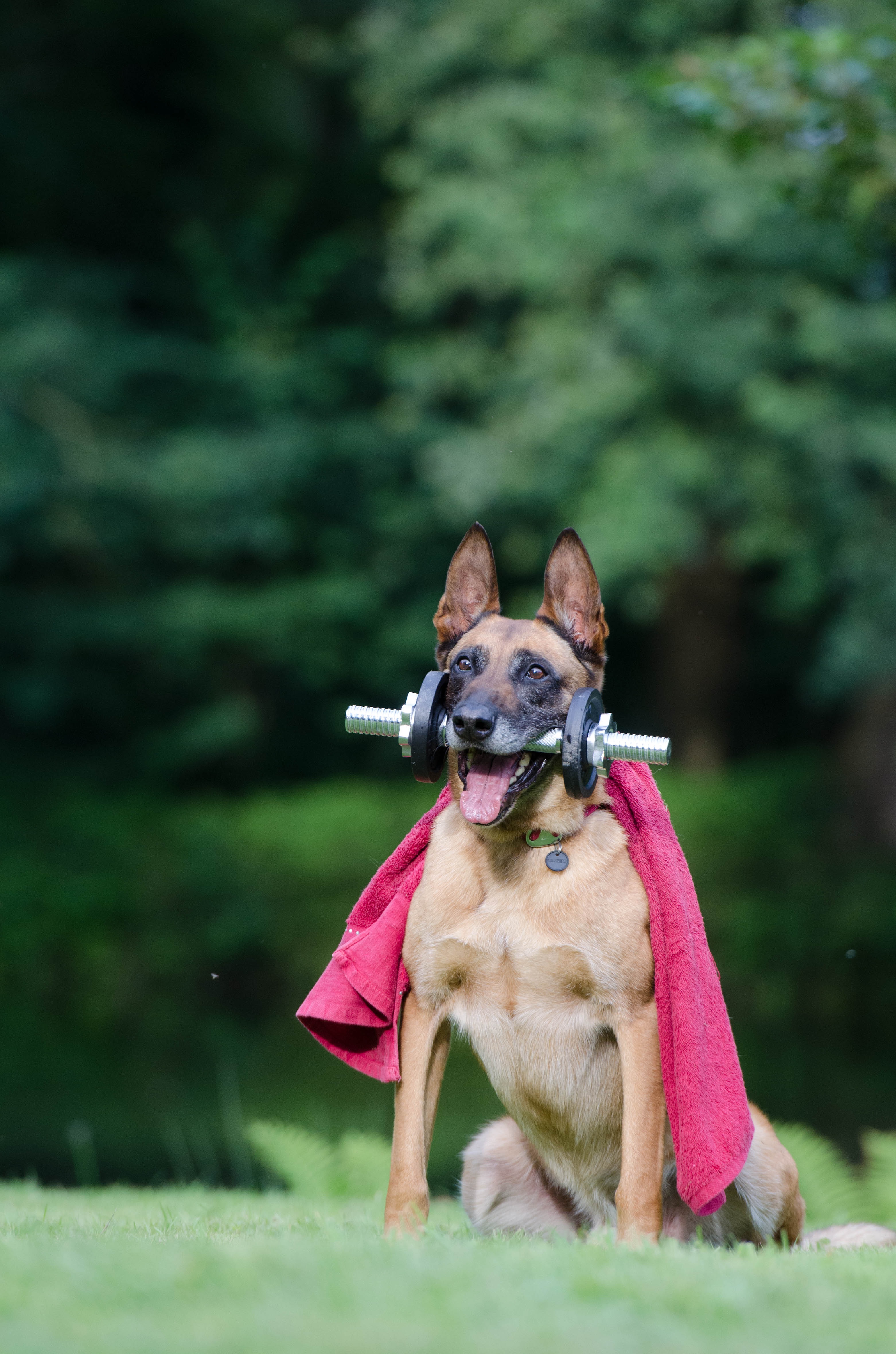 trick-dog-trick-malinois-dog-show-trick-37735